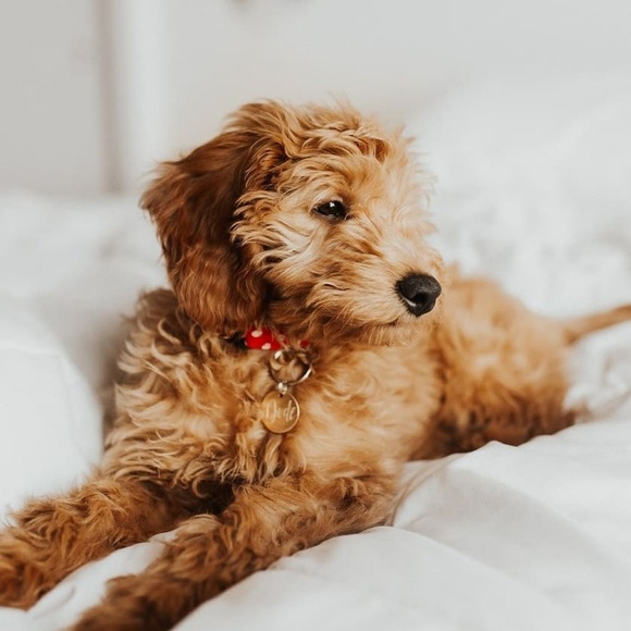Adorable red and white polka dot collar - Picture 6 of 7